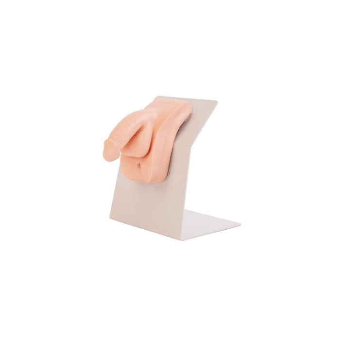 A male genitalia model is displayed on a stand. The model is flesh-toned and rests on a light gray, L-shaped base.