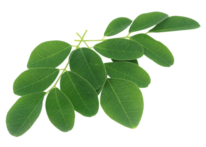 Camphor Essential Oil