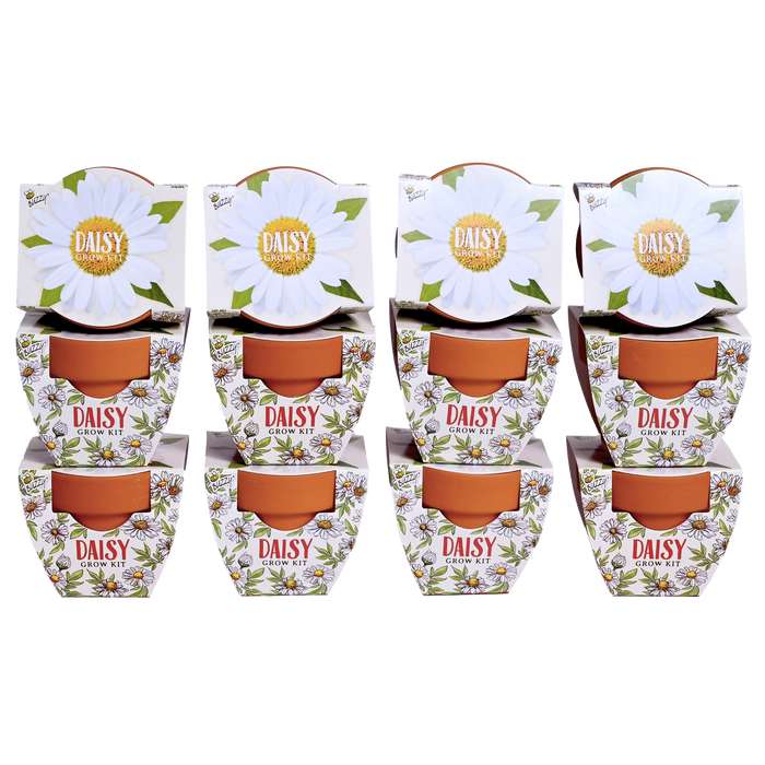 Daisy Grow Kits | Daydream Mini Terracotta Pots (12 Pack)