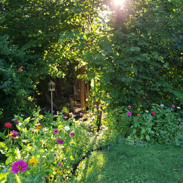 Pollinator Wildflower Seed Mix | 18 Varieties (1000 sq ft)