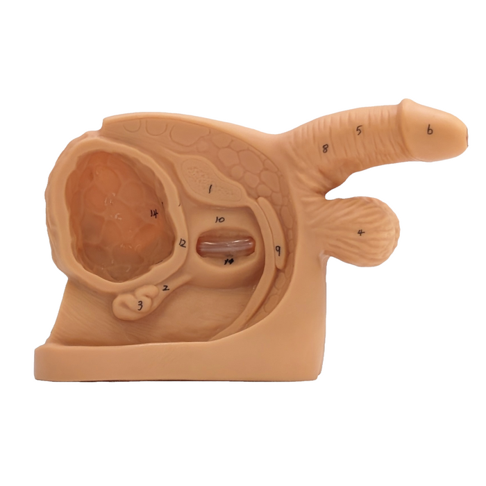 A beige anatomical model displays a male and female reproductive system, numbered for identification, sitting on a flat surface.