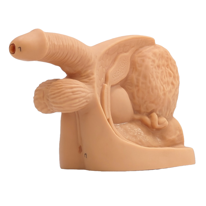 A beige anatomical model of male genitalia rests on a base. It depicts the penis, scrotum, and surrounding structures in a simplified form.