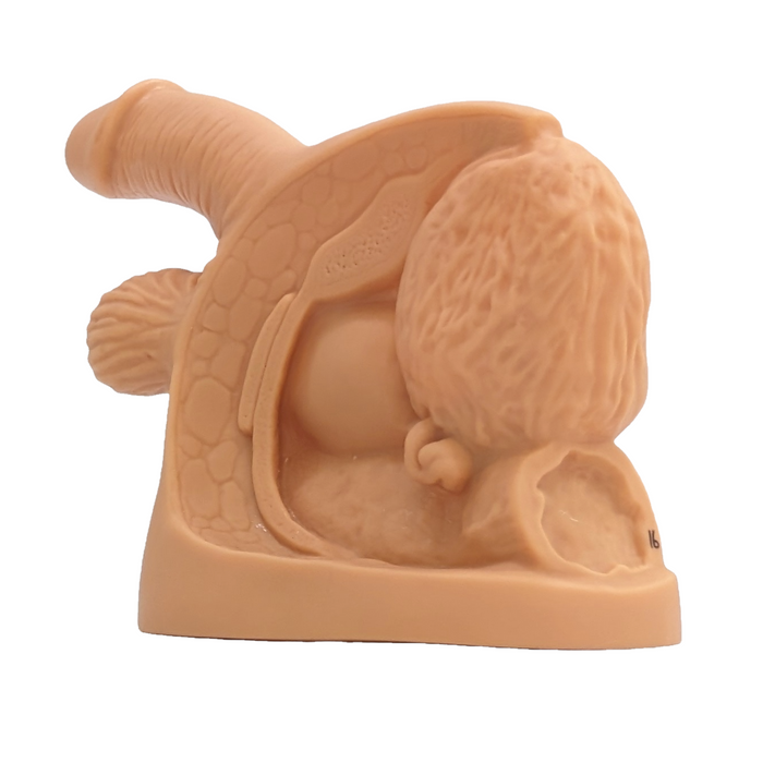 A light-brown anatomical model of male reproductive organs rests on a plain white background. The model shows the penis, testes, and scrotum in a simplified, three-dimensional form.