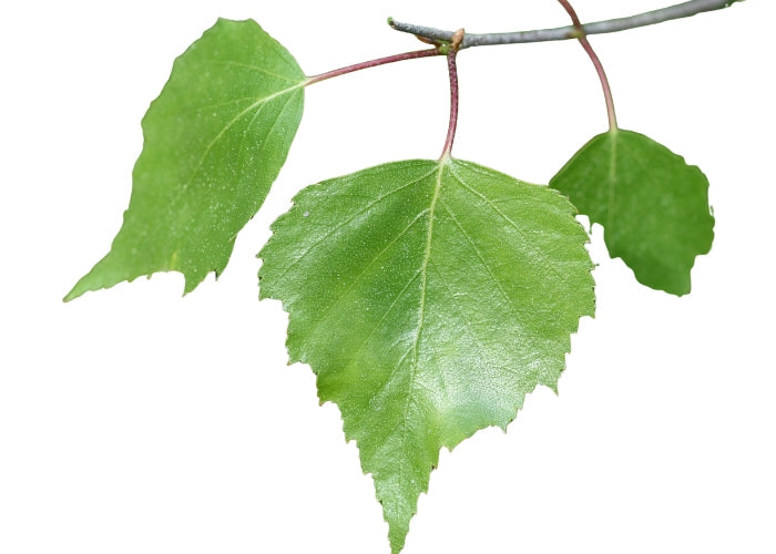 Birch (sweet) Essential Oil