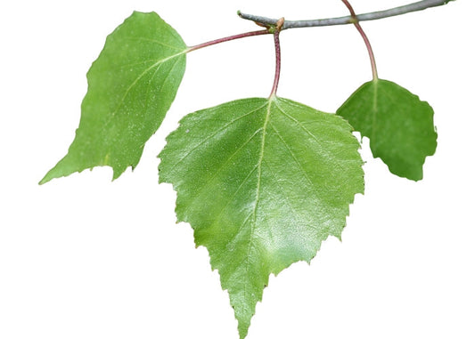 Birch (sweet) Essential Oil