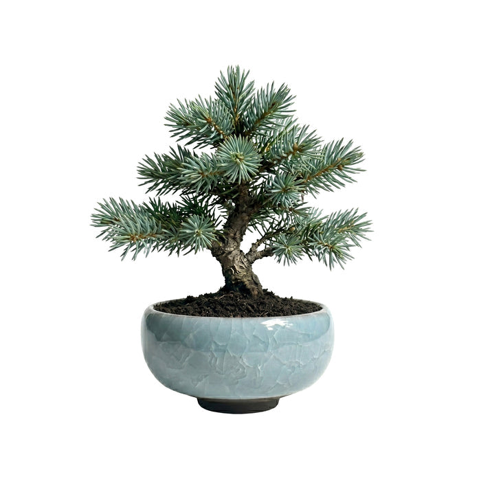 Bonsai Tree Grow Kit | Mini Ceramic Pots (4 Pack)