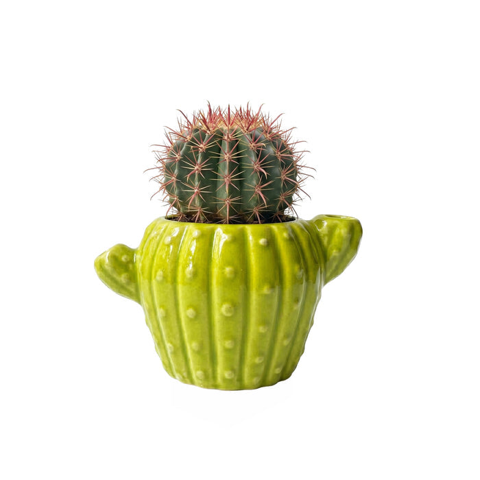Cactus Grow Kit | Mini Ceramic Planters (4 Pack)