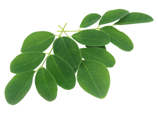 Camphor Essential Oil