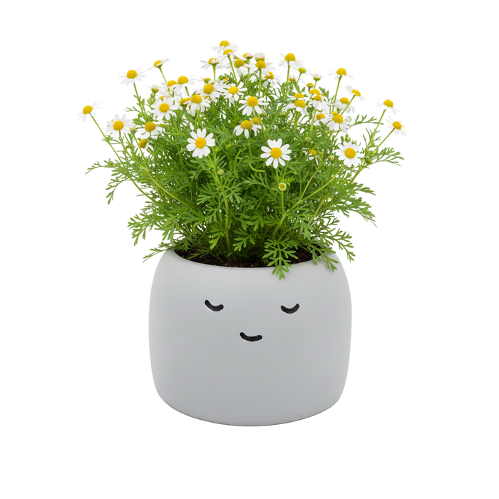 Chamomile Grow Kit | Peaceful Pot Herb Kit