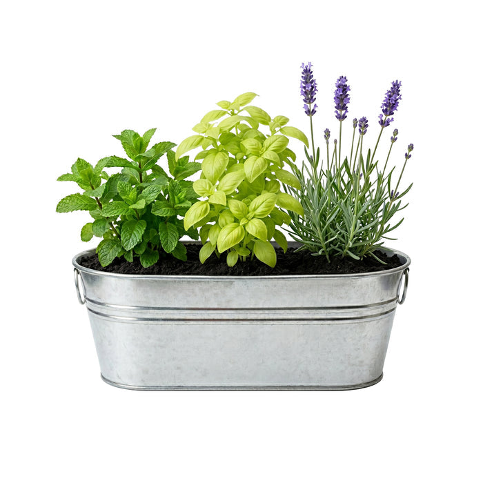 Cocktail Herb Grow Kit | Mint, Lime Basil, & Lavender