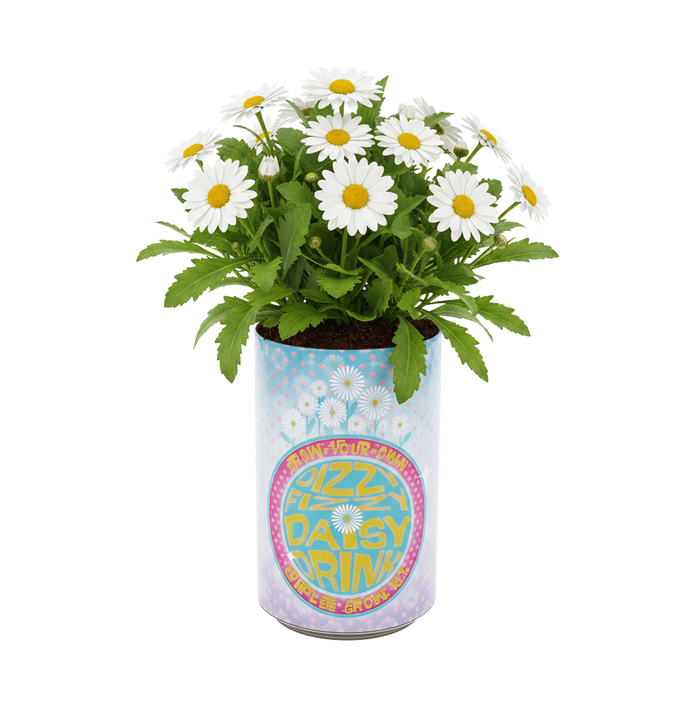 Daisy Grow Kit | Soda Can Flower Kit