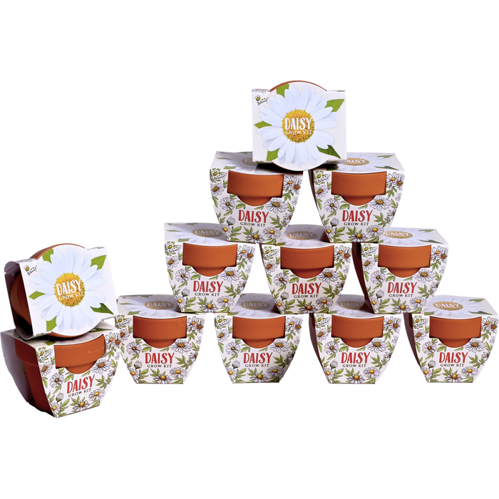Daisy Grow Kits | Daydream Mini Terracotta Pots (12 Pack)