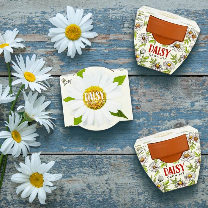 Daisy Grow Kits | Daydream Mini Terracotta Pots (12 Pack)