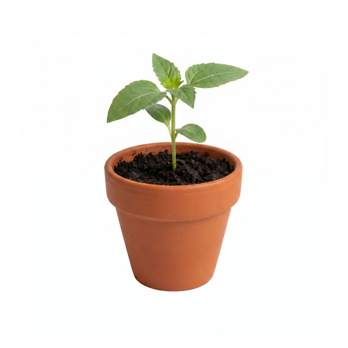 Daydream Mini Terracotta Pots | Assorted (12 Pack)