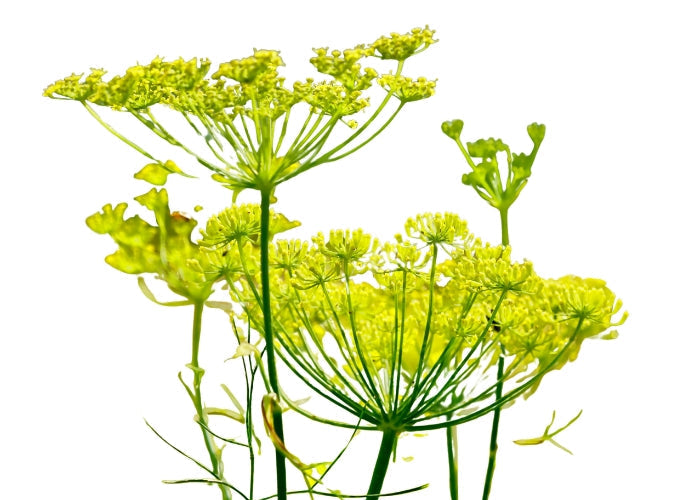 Fennel Essential oil