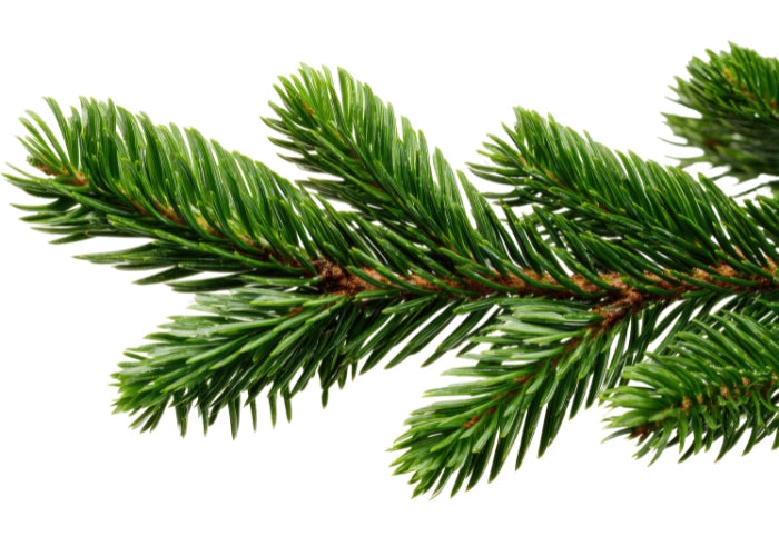 Fir Needle Essential Oil