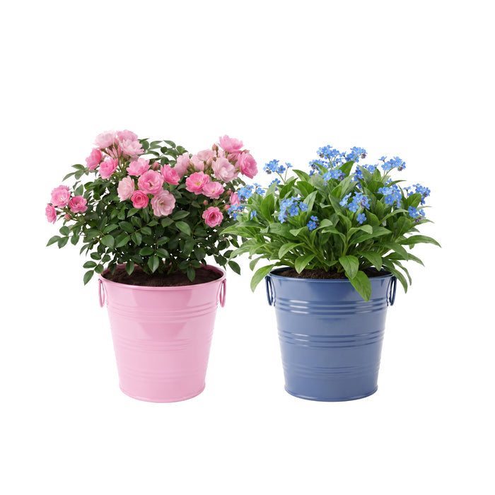 Flower Grow Kit | Mini Rose & Forget-Me-Not (2 Pack)