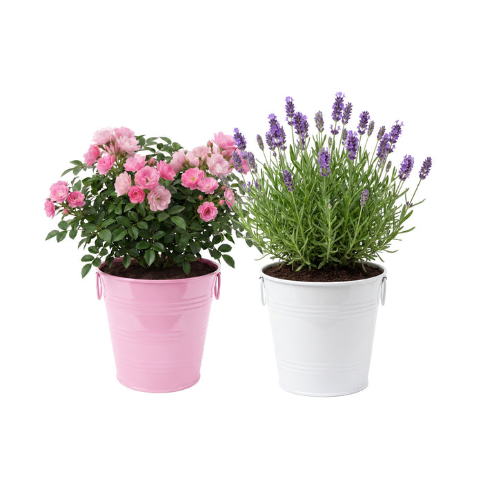 Flower Grow Kit | Mini Rose & Lavender (2 Pack)