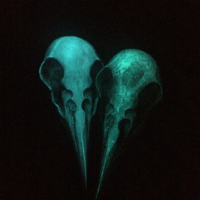 GLOW IN THE DARK CROW SKULL