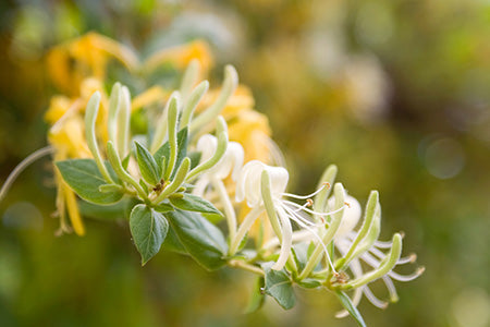 Honeysuckle Fragrance Oil 15660