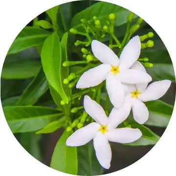 Jasmine Sambac Absolute – Living Libations | Wild-Crafted Essential Oil