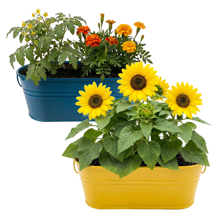 Kids My First Garden Grow Kit | Tomato & Marigold, Sunflower (2 Pack)