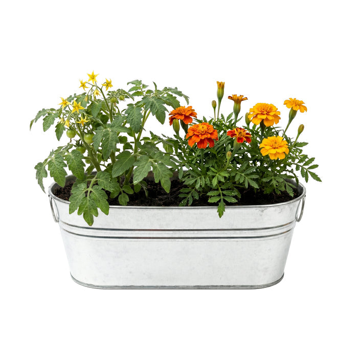 Kids My First Garden Grow Kit | Tomato & Marigold