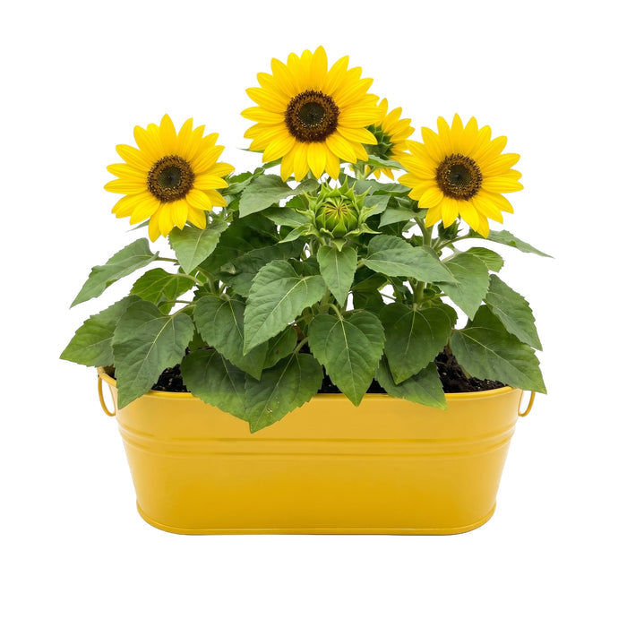 Kids Sunflower Grow Kit | My First Garden