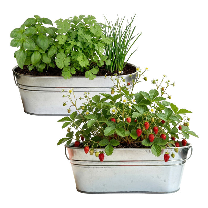 Kitchen Herb & Strawberry Grow Kit | Windowsill Planter (2 Pack)