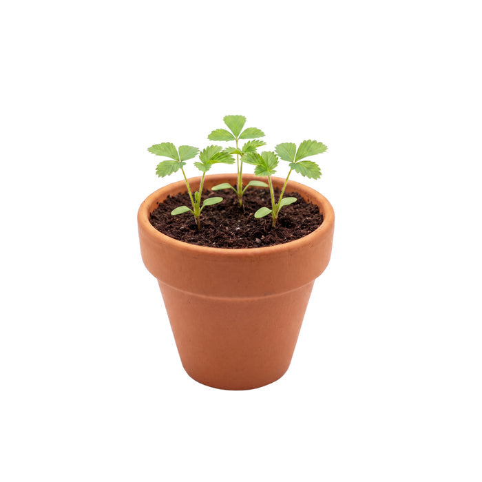 Love Mini Terracotta Pots | Strawberry (12 Pack)