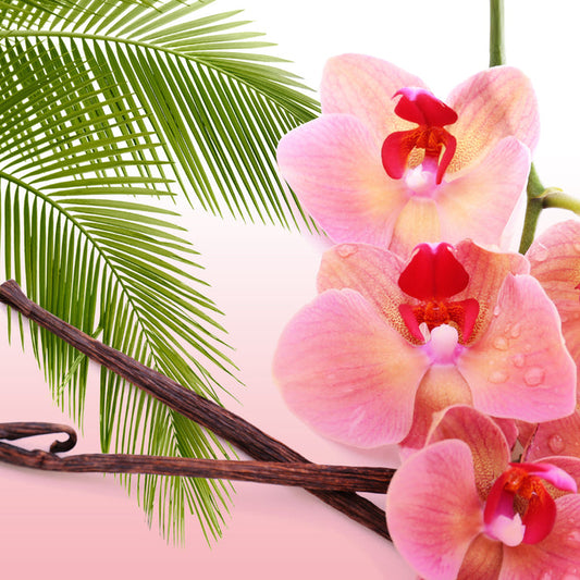 Madagascar Vanilla Fragrance Oil 330