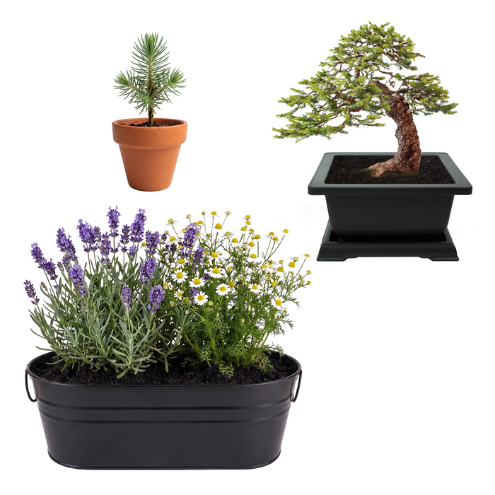Mindfulness Bundle | Bonsai & Zen Garden Kits