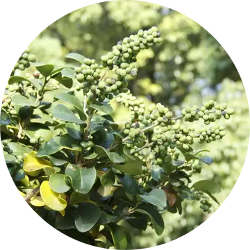 Opopanax Essential Oil - Living Libations