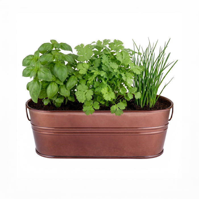 Organic Culinary Herb Grow Kit | Basil, Cilantro & Chives