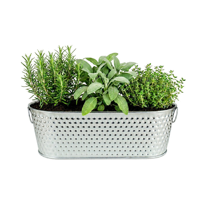Organic Grilling Herb Grow Kit | Windowsill Planter