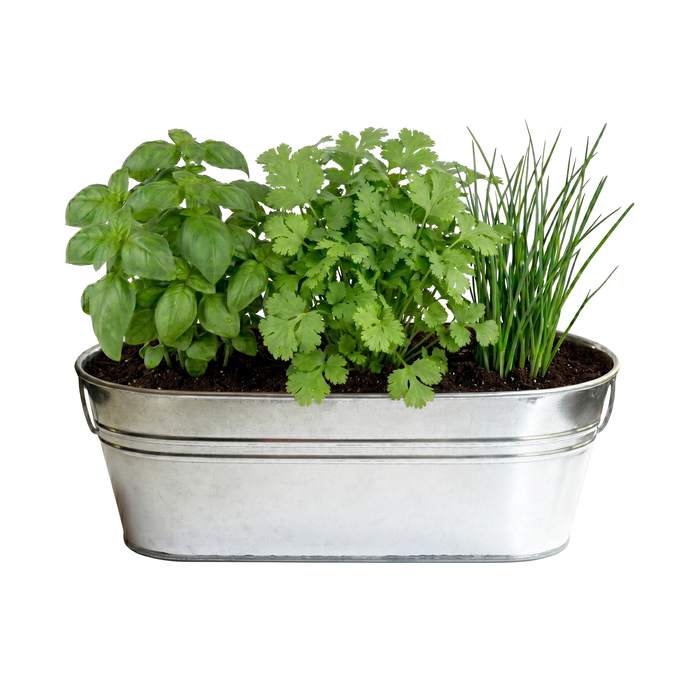 Organic Kitchen Herbs Grow Kit | Basil, Cilantro, & Chives
