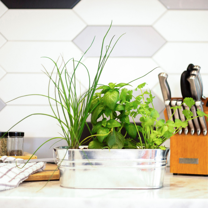 Organic Kitchen Herbs Grow Kit | Basil, Cilantro, & Chives