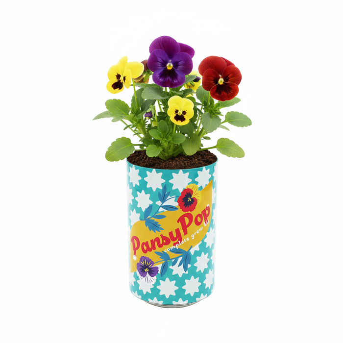Pansy Grow Kit | Soda Can Flower Kit