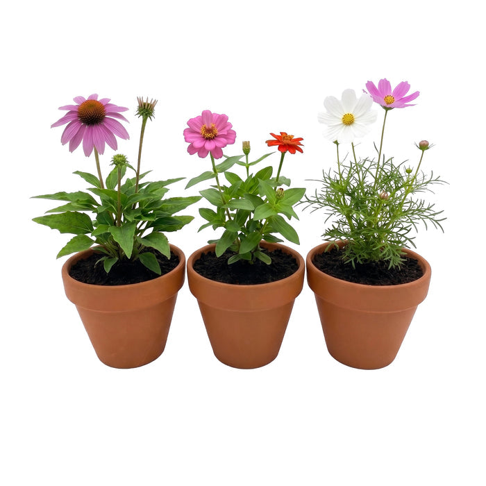 Pollinator Flower Grow Kit | Genuine Terracotta Pots (Set of 3)