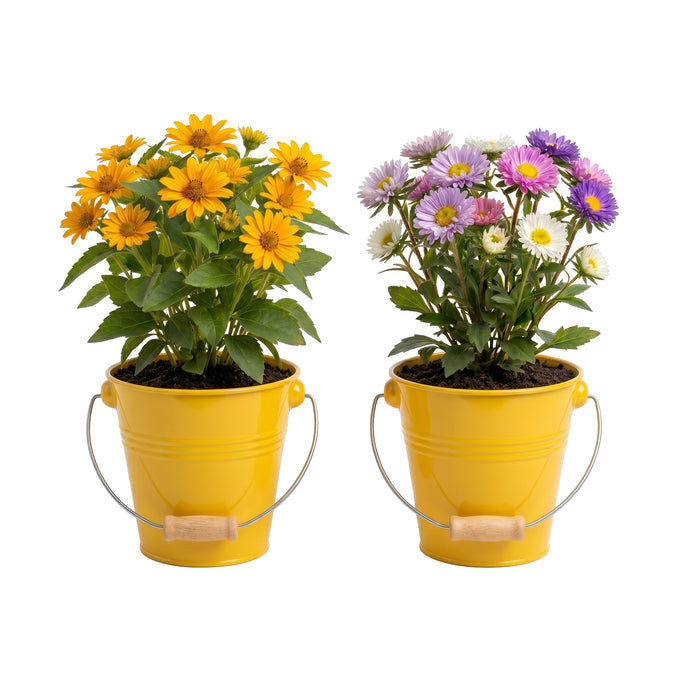 Pollinator Flower Grow Kit | Oxeye Sunflower & Aster (2 Pack)