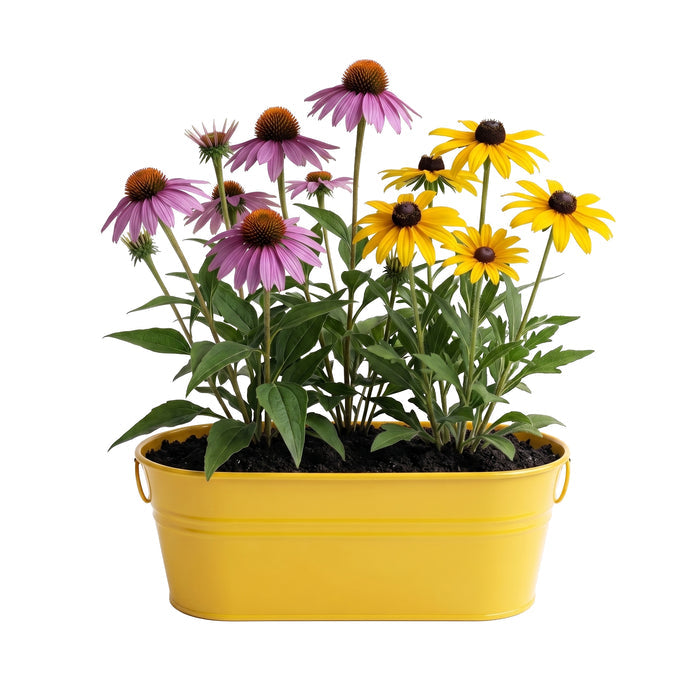 Pollinator Flower Grow Kit | Purple Coneflower & Black-Eyed Susan