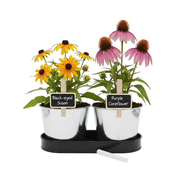 Pollinator Garden Grow Kit | Black-eyed Susan & Coneflower (2 Pots with Tray)