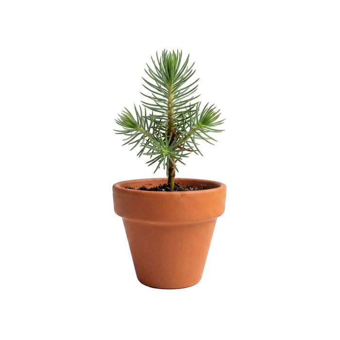 Radiant Mini Terracotta Pots | Assorted (12 Pack)