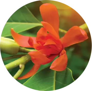 Red Champa Absolute - Living Libations