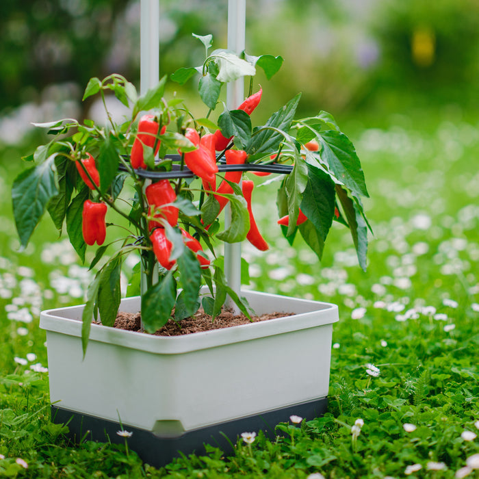 Self-Watering Pepper Planter | Trellis Garden for Small Spaces