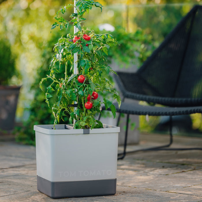 Self-Watering Tomato Planter | Trellis Garden for Small Spaces