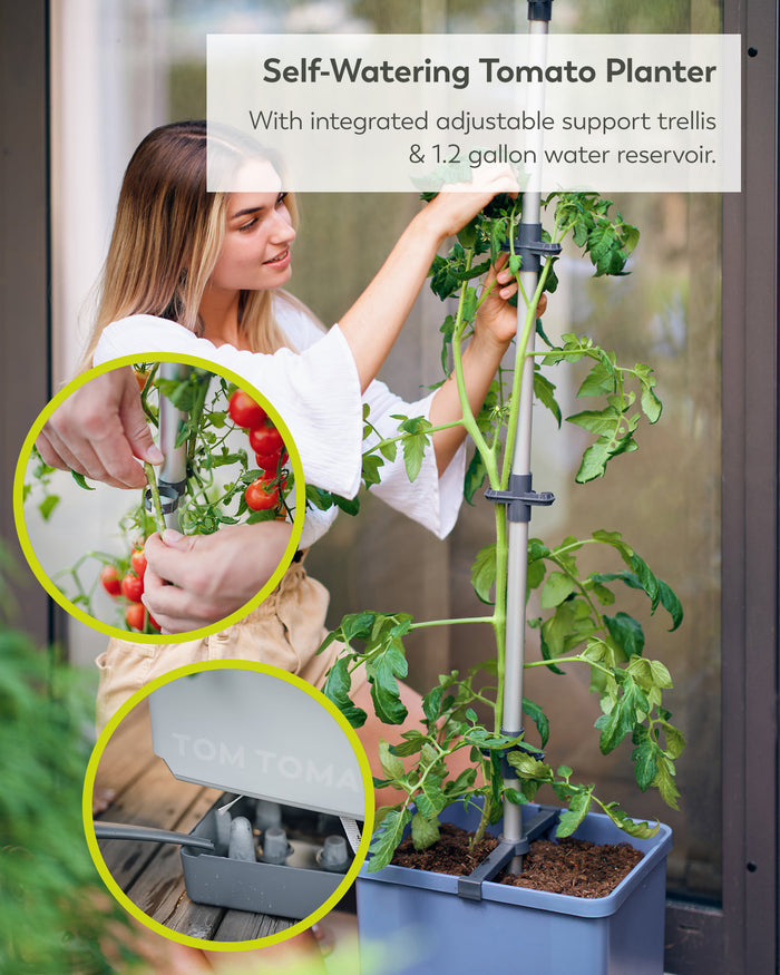 Self-Watering Tomato Planter | Trellis Garden for Small Spaces
