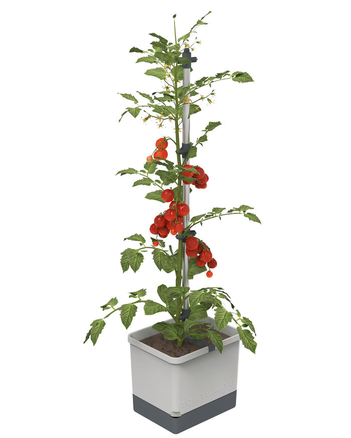 Self-Watering Tomato Planter | Trellis Garden for Small Spaces