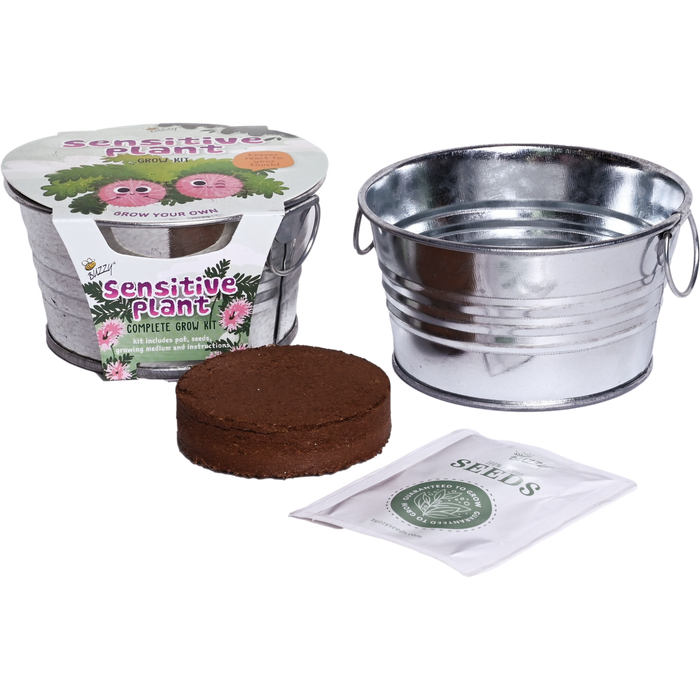 Sensitive Plant Grow Kit | Mini Basin for Kids