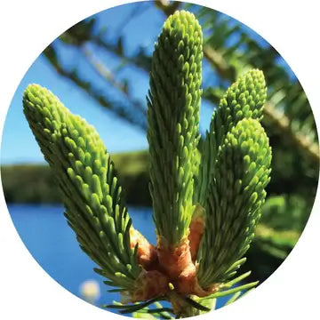 Spruce, Black Essential Oil - Living Libations